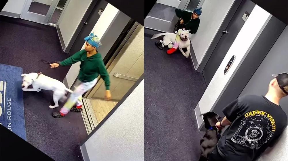 
        Когда встреча с&nbsp;другой собакой превращается в&nbsp;борьбу за&nbsp;жизнь    