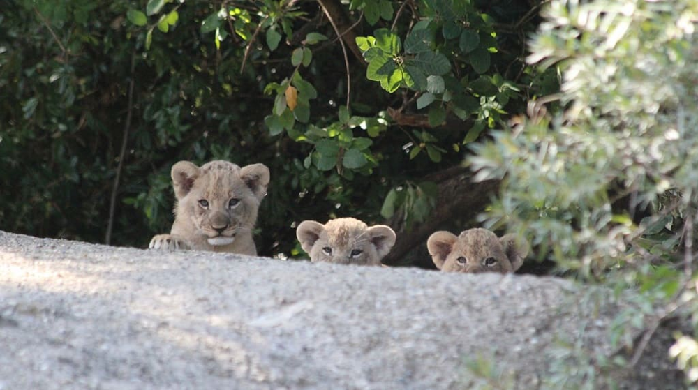 5 фактов, которые меняют представление о львах
5 фактов, которые меняют представление о львах