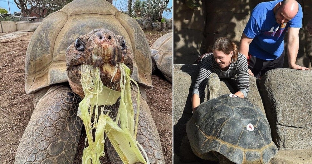
        Старейшая обитательница зоопарка Сан-Диего скончалась в&nbsp;возрасте 141&nbsp;года    
