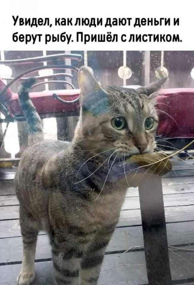 Лучшие шутки и мемы из Сети - 14.11.2025 (15 фото)