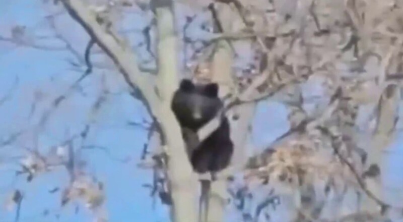 
        Медведь устроил слежку за&nbsp;рабочими    