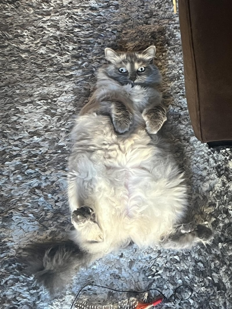 
        30&nbsp;кошачьих поз, которые смешнее любого мема    