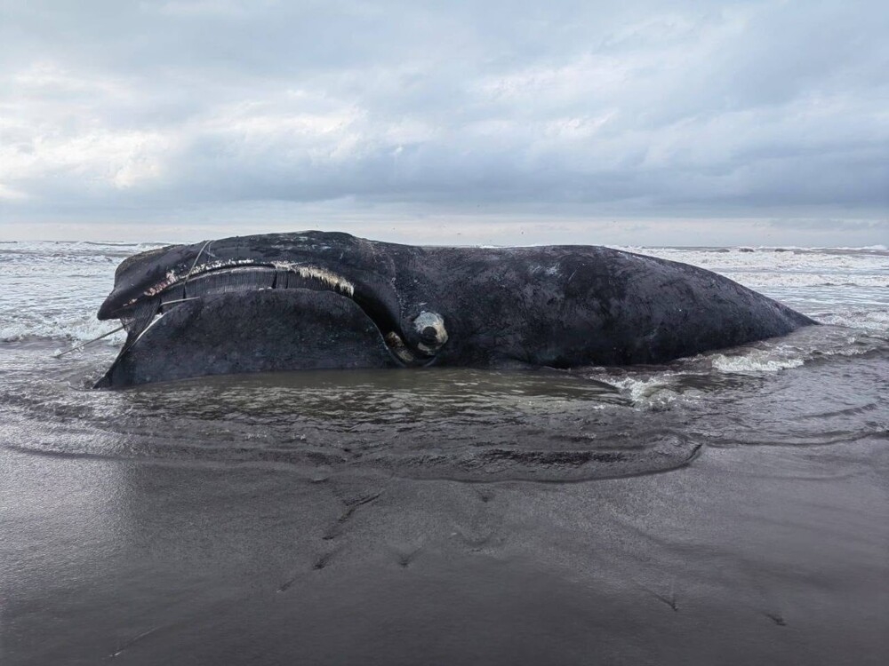 На берег Камчатки вынесло тело мёртвого кита
На берег Камчатки вынесло тело мёртвого кита