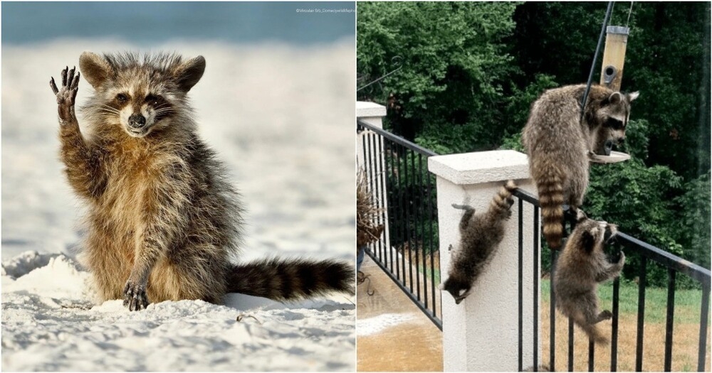 
        От&nbsp;мусорки к&nbsp;миске: еноты повторяют путь собак и&nbsp;кошек в&nbsp;эволюции    