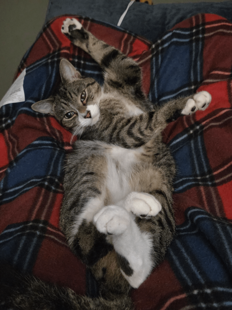 
        30&nbsp;кошачьих поз, которые смешнее любого мема    