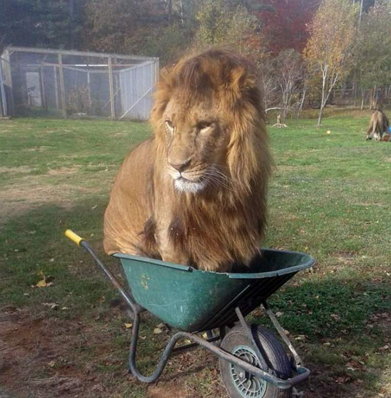 
        22&nbsp;очаровательных создания, которые способны с&nbsp;комфортом разместиться где&nbsp;угодно    