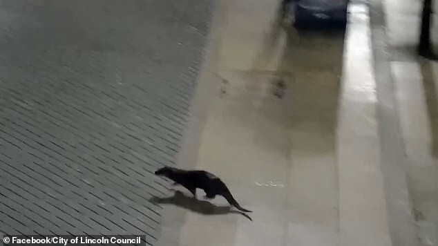 
        Выдра и&nbsp;лиса прогулялись по&nbsp;ночному городу    