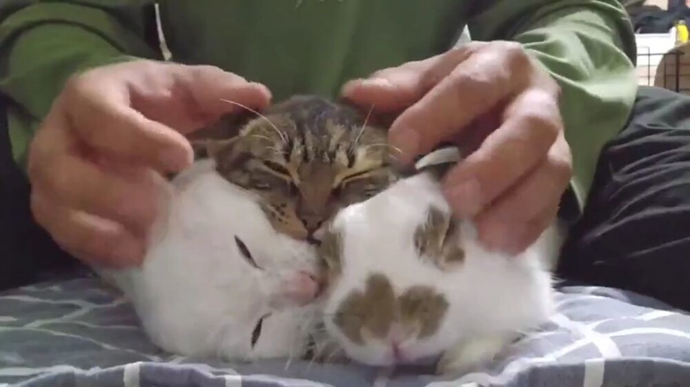 Пушистый самозванец
Пушистый самозванец