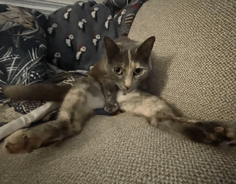 
        30&nbsp;кошачьих поз, которые смешнее любого мема    