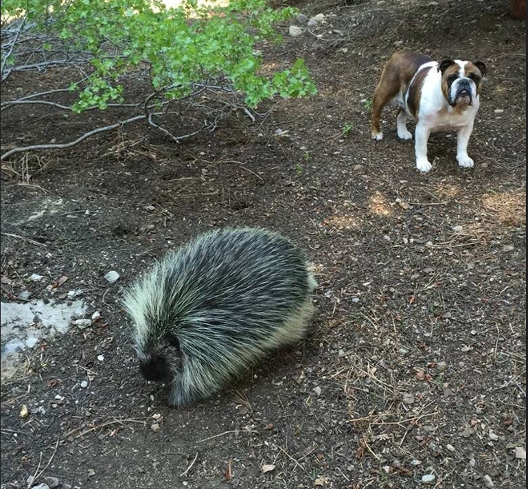 Поркупин: смертельно опасный зверь, о котором мало кто знает
Поркупин: смертельно опасный зверь, о котором мало кто знает
