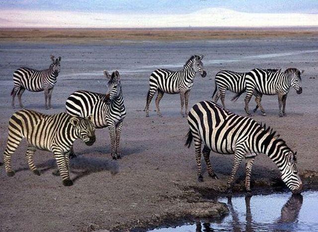 Подборка прикольных фото №3836