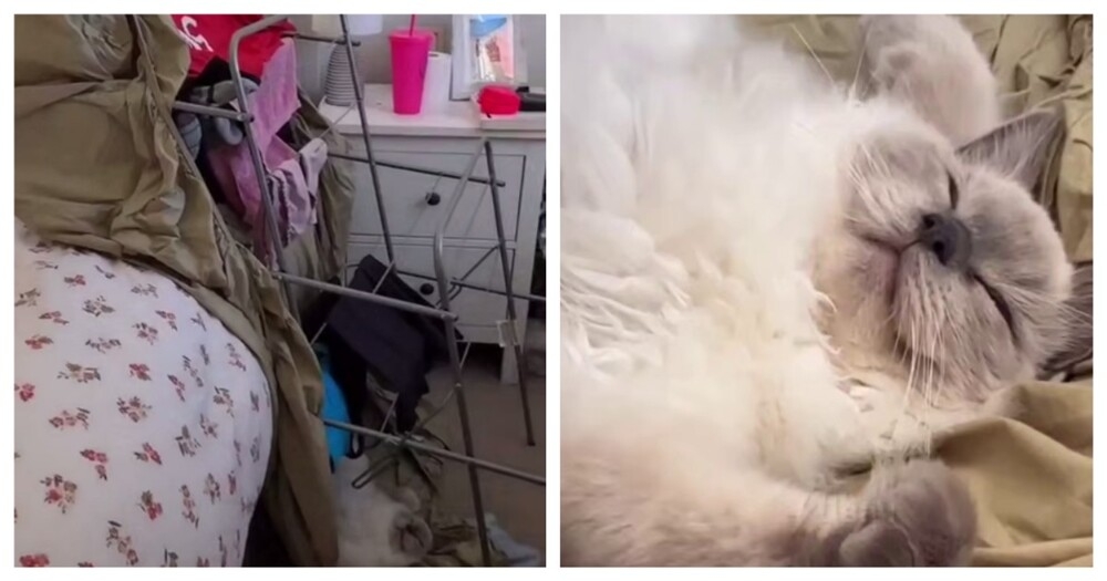 
        Кот&nbsp;уснул на&nbsp;месте преступления    