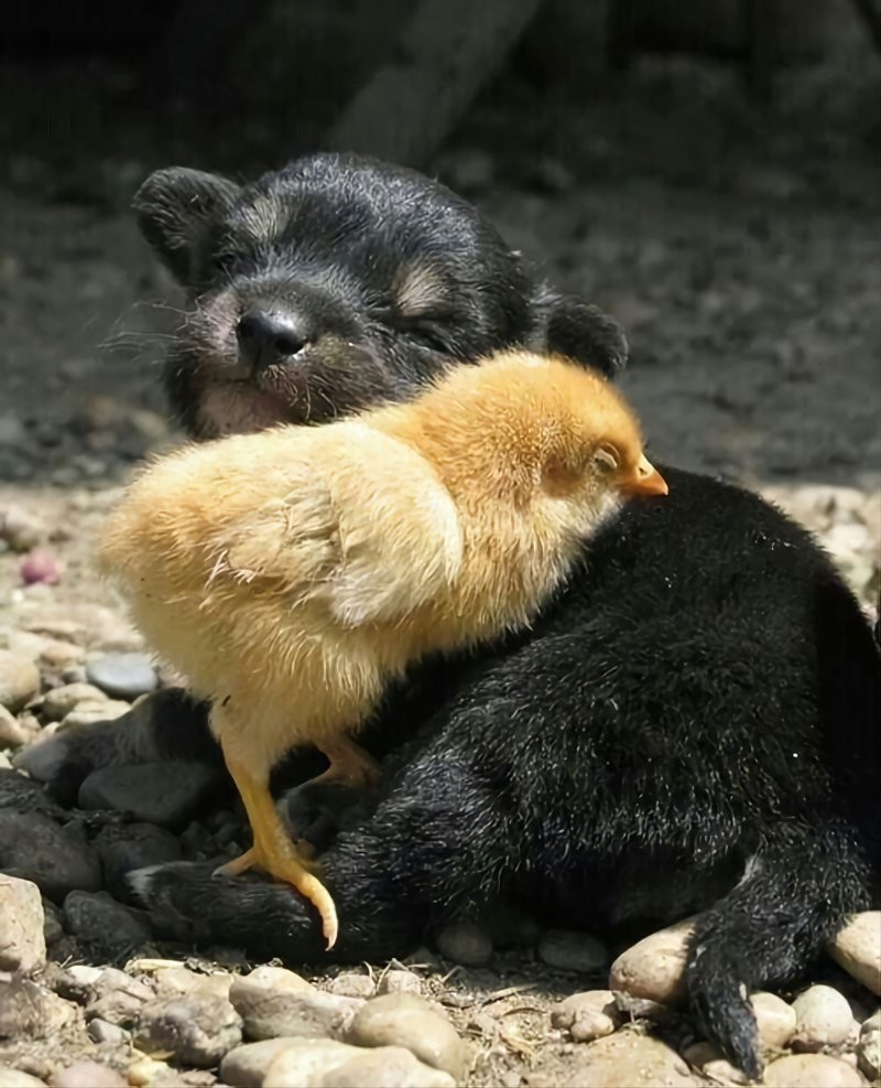 
        20&nbsp;примеров невероятной глубины пушистых сердец    