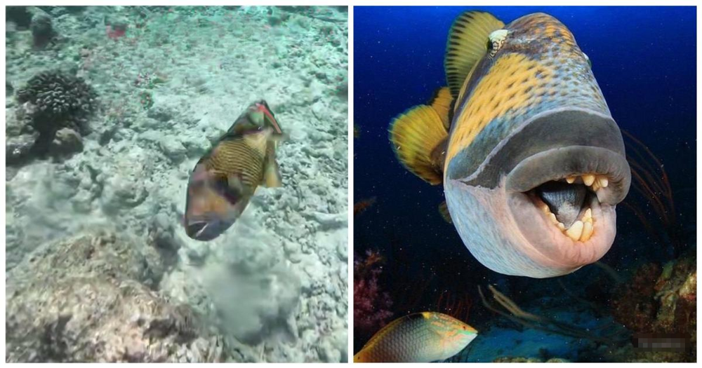 Тропическая рыба напала на мужчину
Тропическая рыба напала на мужчину