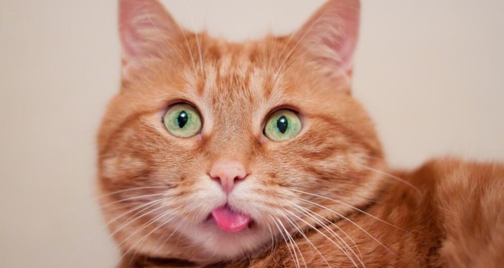 
         Жизнь с&nbsp;котом полна сюрпризов    