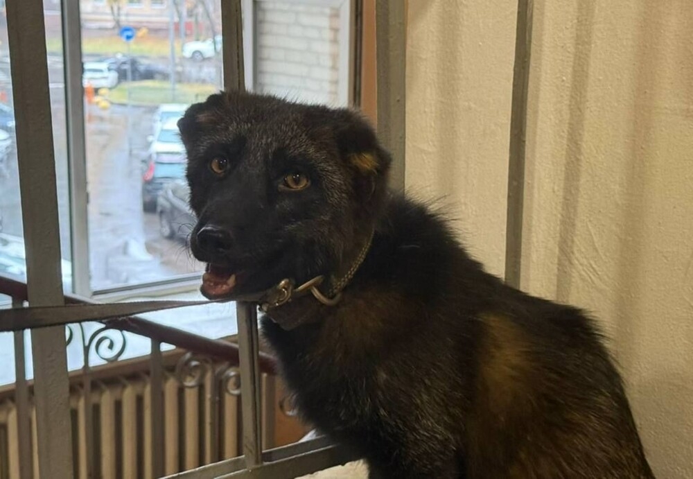 Прокуроры изъяли чернобурую лису, проживавшую в квартире в Москве
Прокуроры изъяли чернобурую лису, проживавшую в квартире в Москве