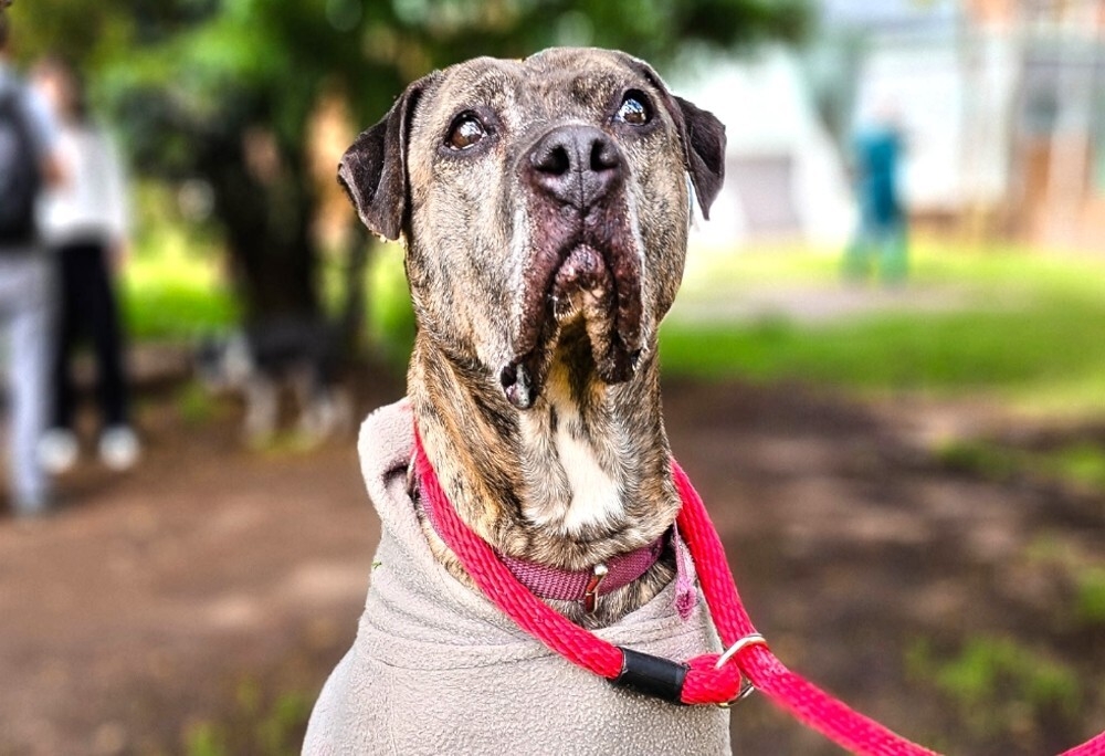 
        Пожилая собака обрела дом&nbsp;спустя шесть лет&nbsp;после того, как&nbsp;пережила нападение с&nbsp;мачете    