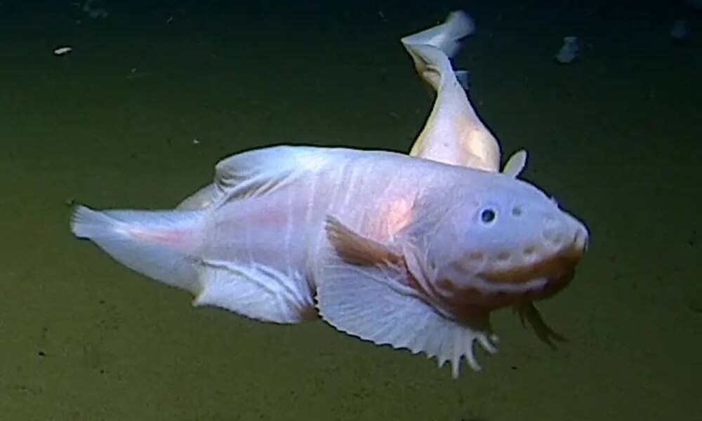 Самые глубоководные рыбы из известных на сегодня науке
Самые глубоководные рыбы из известных на сегодня науке