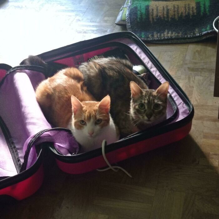 
        22&nbsp;очаровательных создания, которые способны с&nbsp;комфортом разместиться где&nbsp;угодно    