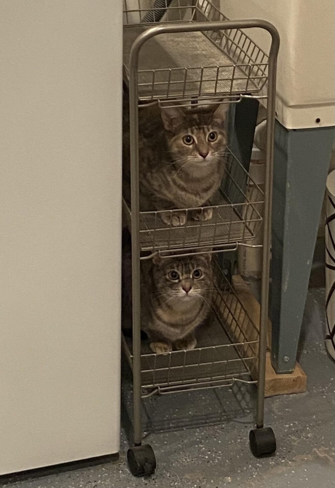 
        35&nbsp;доказательств, что&nbsp;котикам везде удобно    