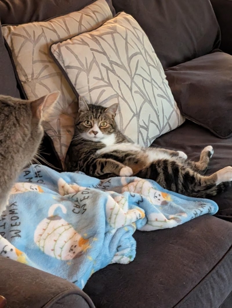 
        30&nbsp;кошачьих поз, которые смешнее любого мема    