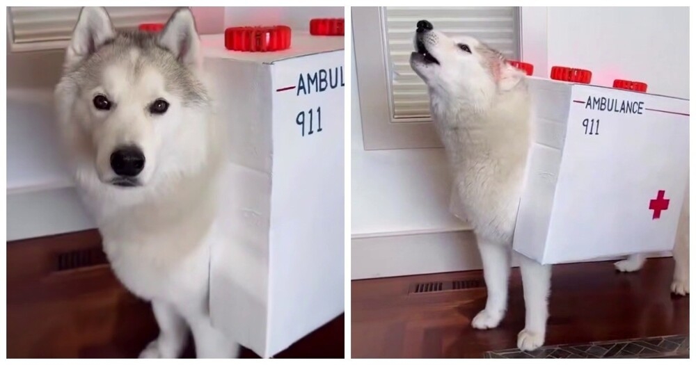 Лучший костюм для хаски
Лучший костюм для хаски