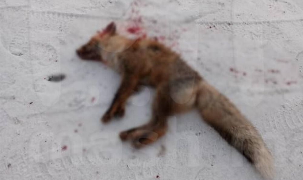 Бешеная лиса напала на девушку в Омской области
Бешеная лиса напала на девушку в Омской области