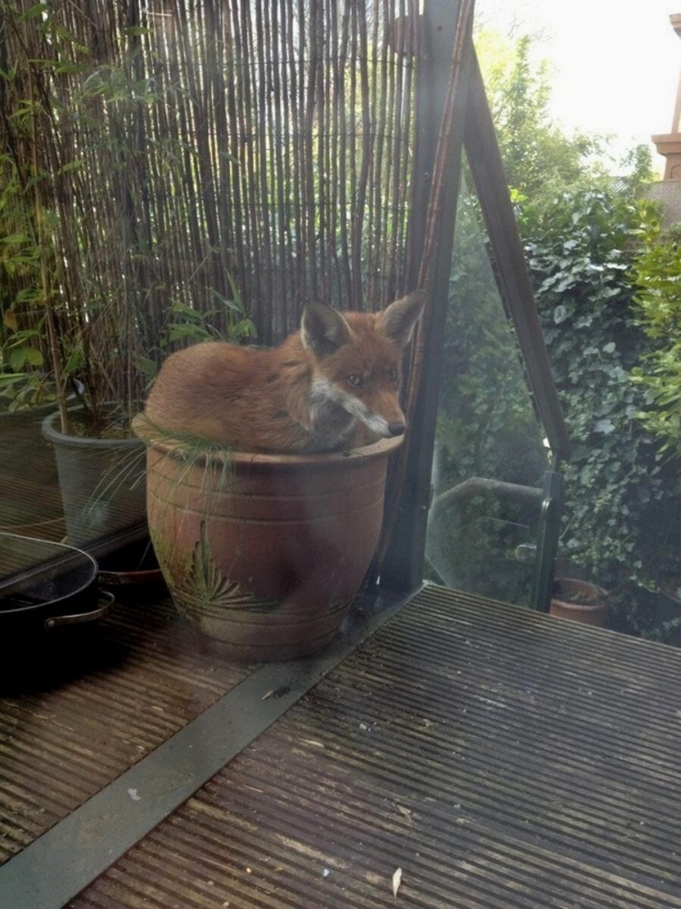 
        22&nbsp;очаровательных создания, которые способны с&nbsp;комфортом разместиться где&nbsp;угодно    