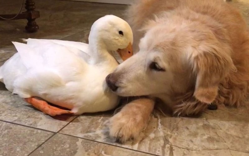 
        20&nbsp;примеров невероятной глубины пушистых сердец    