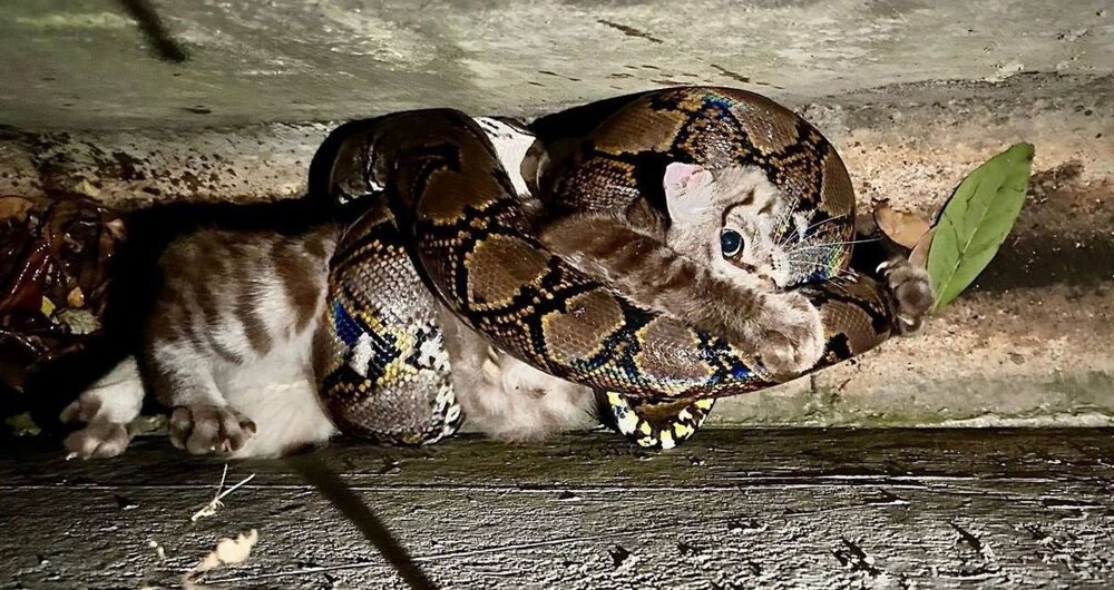 Мужчина спас кошку, которую схватила змея
Мужчина спас кошку, которую схватила змея