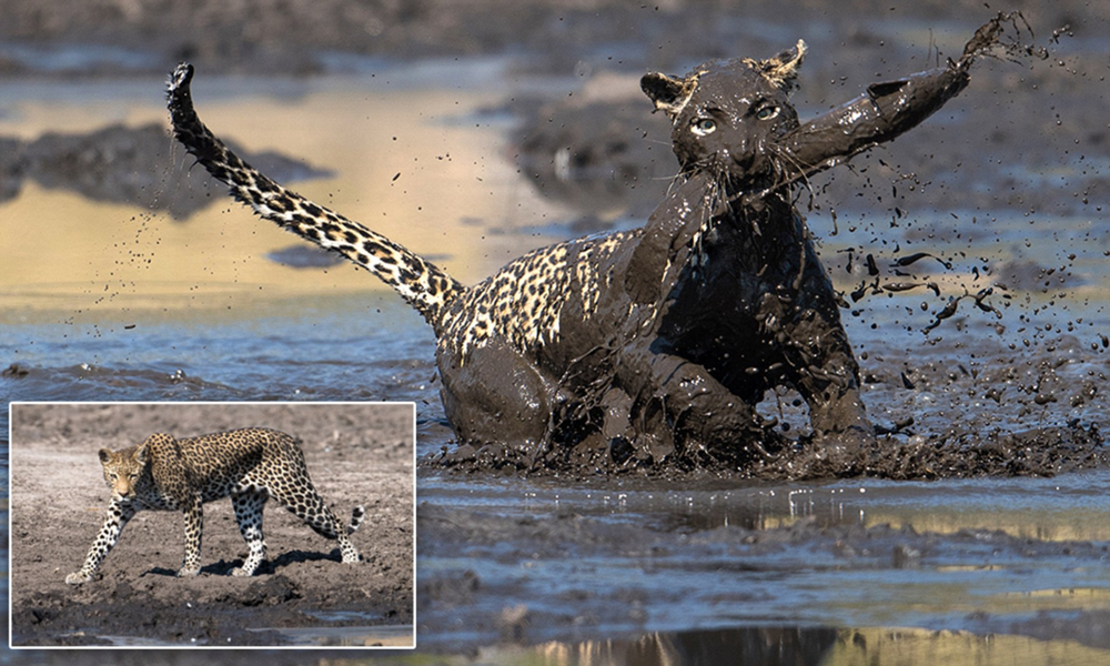 Водопой: место максимальной опасности в Африке
Водопой: место максимальной опасности в Африке