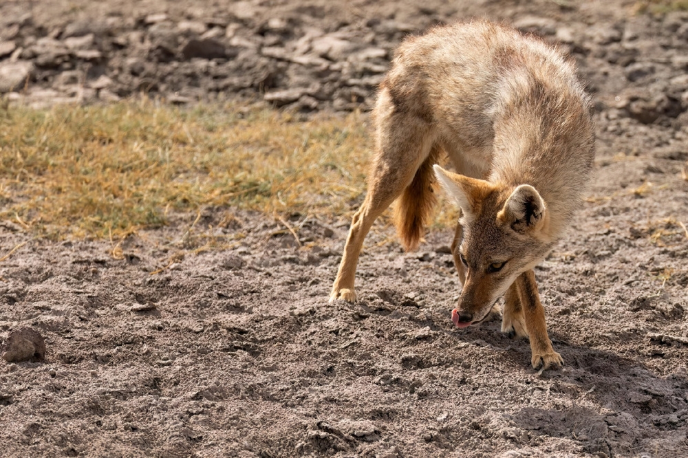 Золотистый волк: самый слабый и маленький хищник в мире
Золотистый волк: самый слабый и маленький хищник в мире