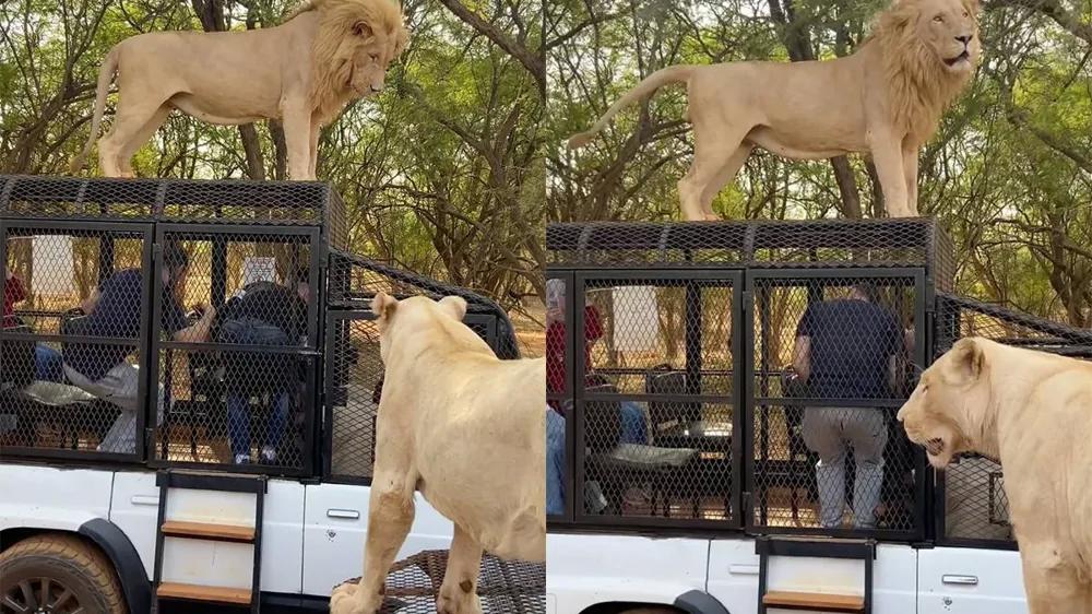 
        Во&nbsp;время сафари в&nbsp;Сенегале лев&nbsp;забрался на&nbsp;крышу машины и&nbsp;помочился на&nbsp;туристов    