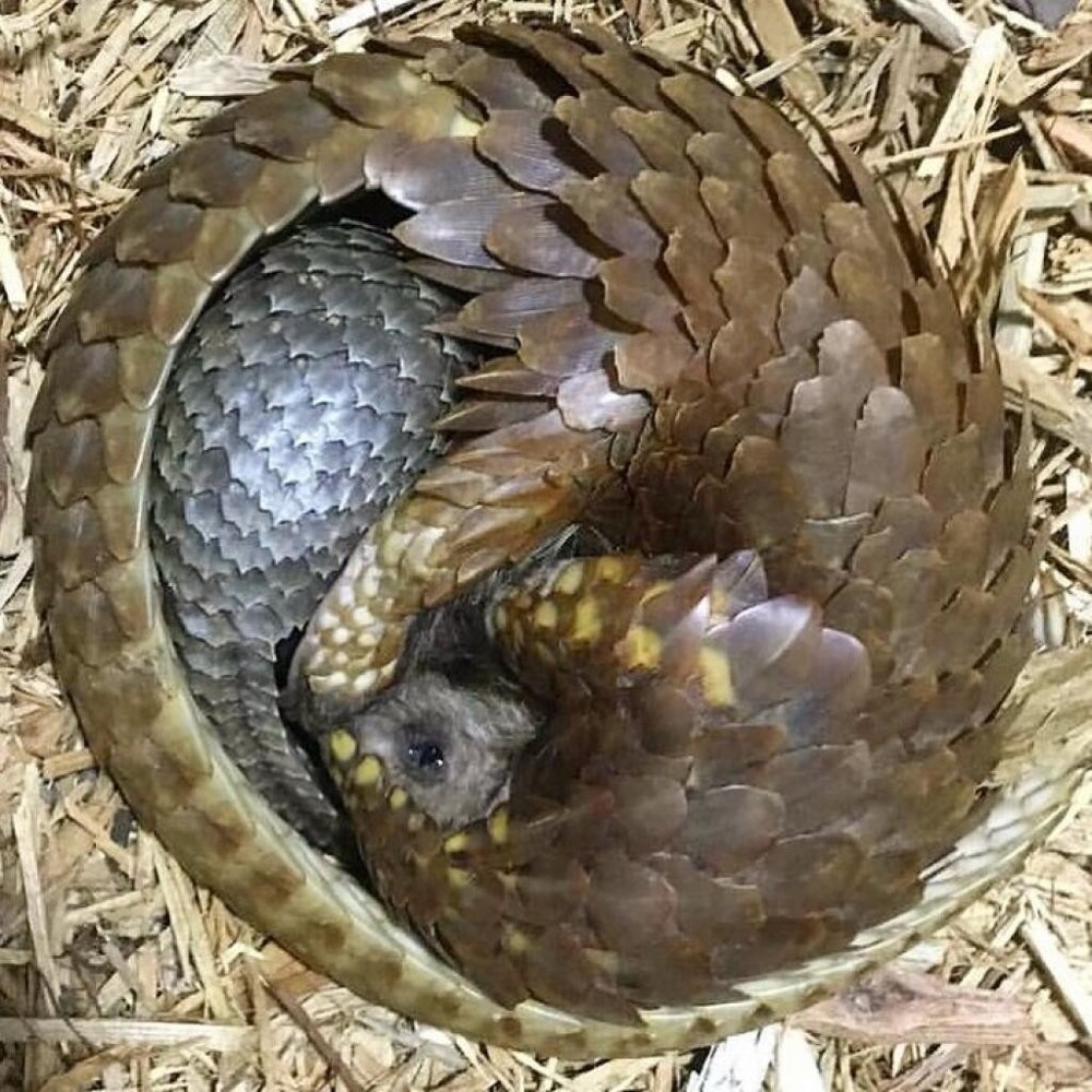 
        18&nbsp;трогательных моментов из&nbsp;жизни семейств диких зверей и&nbsp;домашних животных    