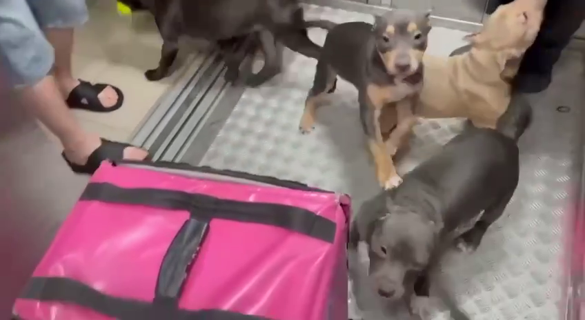 
        В&nbsp;муринской многоэтажке стая бойцовских собак набросилась на&nbsp;курьера    