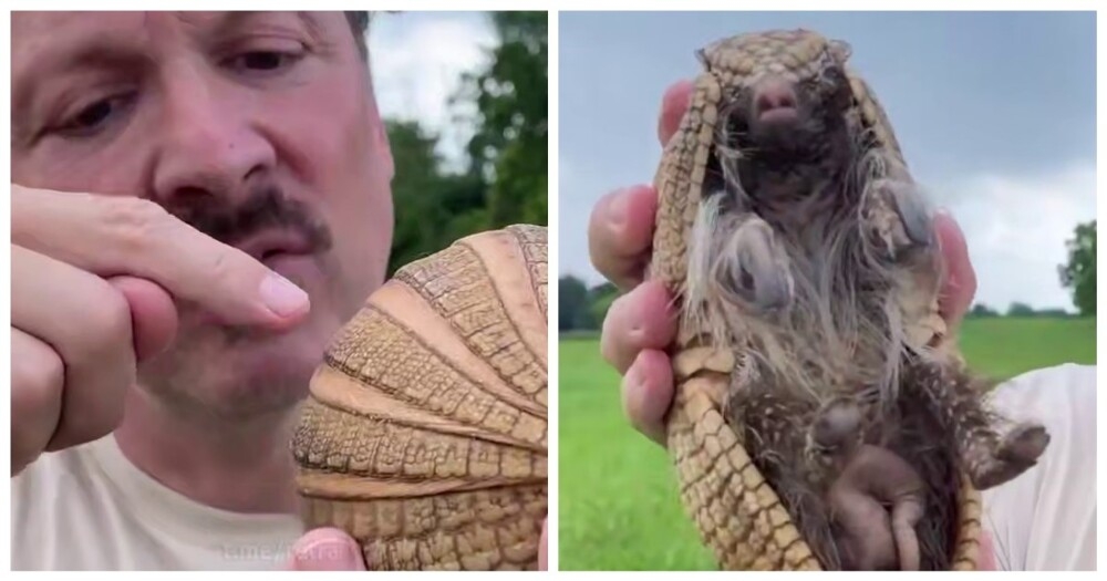 
        Неожиданный факт о&nbsp;броненосцах    