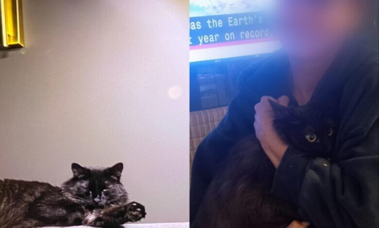 
        В&nbsp;аэропорту Стамбула 12&nbsp;часов искали кота, сбежавшего из&nbsp;переноски перед полётом    