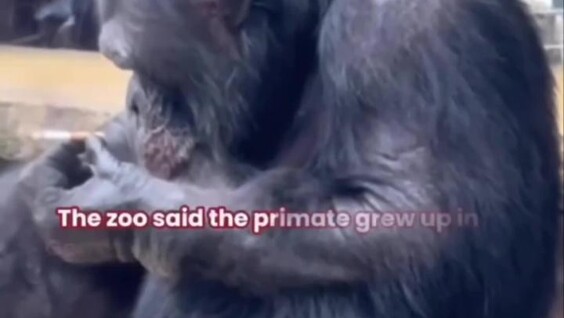 
        В&nbsp;китайском зоопарке шимпанзе наказали за&nbsp;курение    