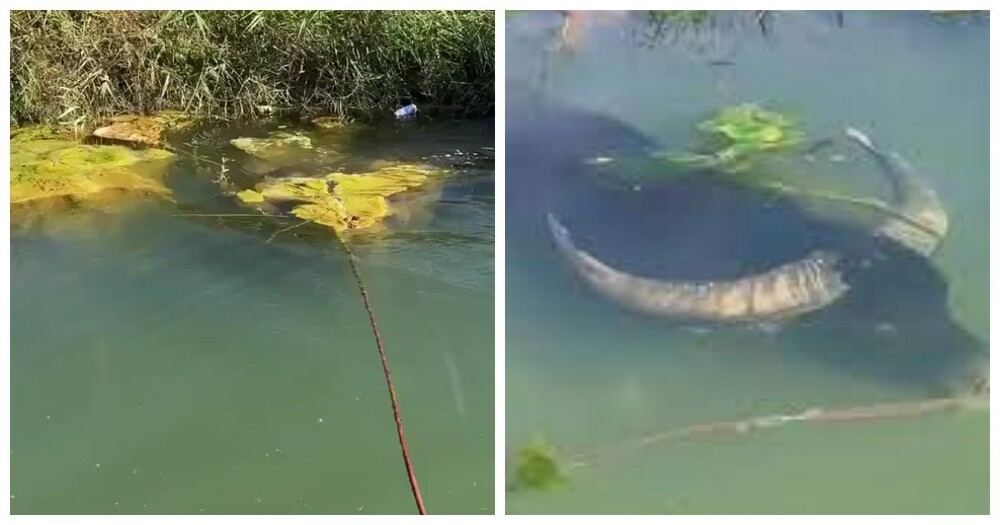 
        Индийский водяной буйвол &mdash; удивительный ныряльщик, способный проводить под&nbsp;водой до&nbsp;пяти минут    