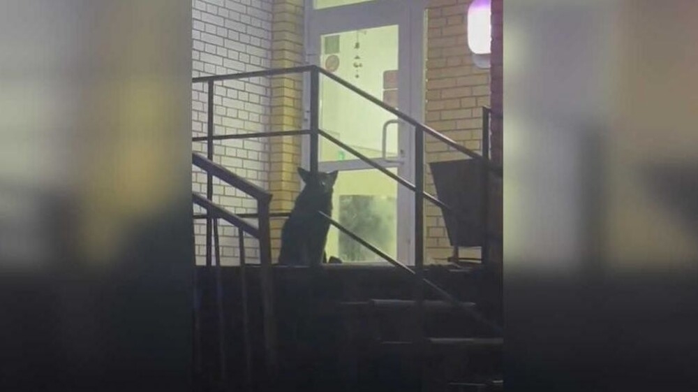 
        Агрессивная собака почти пять часов осаждала пункт выдачи в&nbsp;Омске    