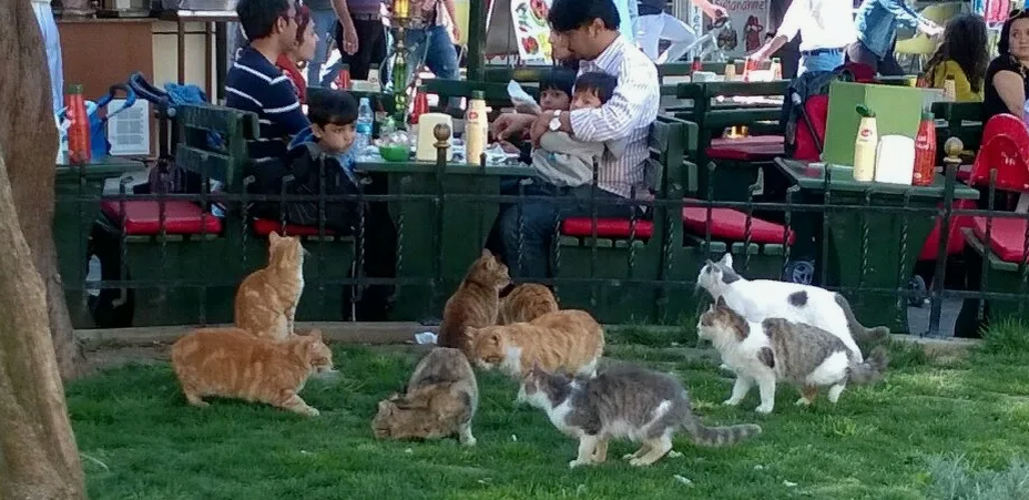 Турецкий тренд – алименты на котов
Турецкий тренд – алименты на котов