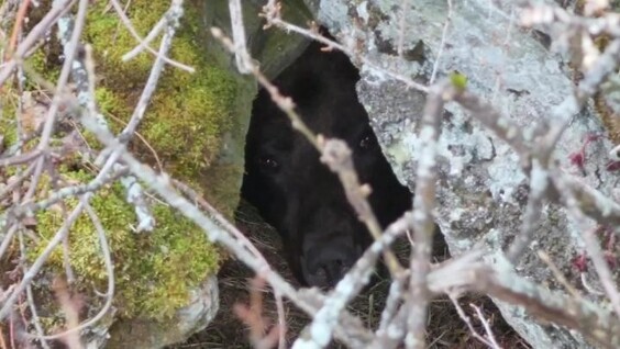 
        Редкие кадры засыпающего в&nbsp;берлоге медведя    