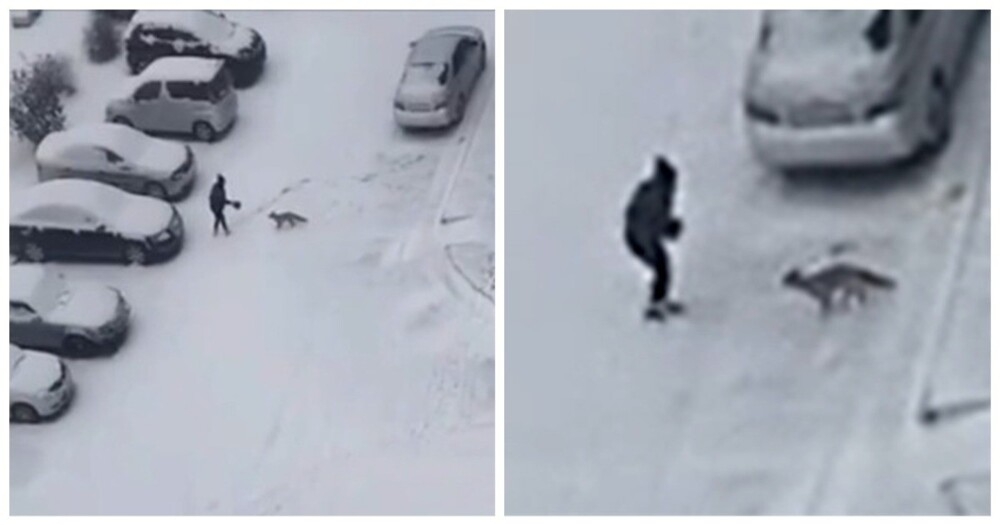 Лиса напала на девушку в Новосибирске
Лиса напала на девушку в Новосибирске