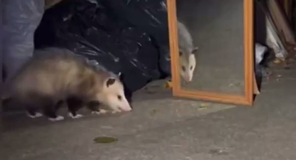 
        Реакция опоссума на&nbsp;своё отражение в&nbsp;зеркале    