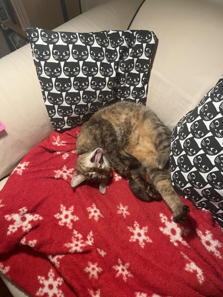 
        30&nbsp;кошачьих поз, которые смешнее любого мема    