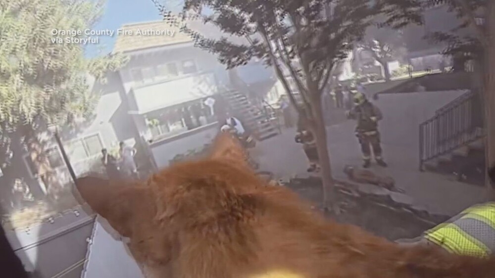 Драматический момент: спасение котов из пожара
Драматический момент: спасение котов из пожара