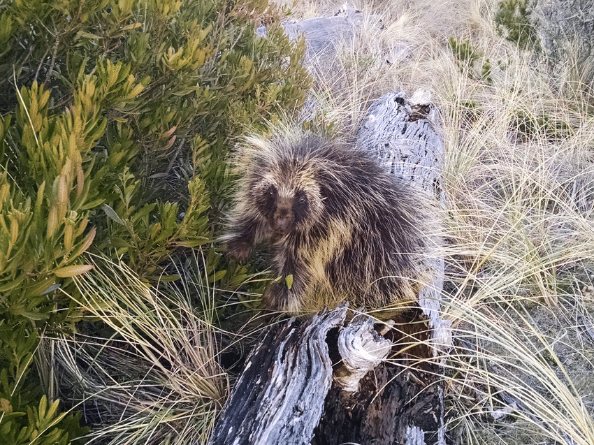 Поркупин: смертельно опасный зверь, о котором мало кто знает
Поркупин: смертельно опасный зверь, о котором мало кто знает