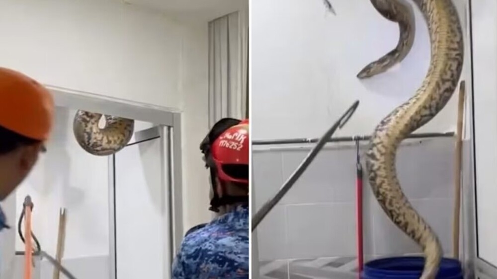 
        Крупную змею поймали в&nbsp;доме учительницы    