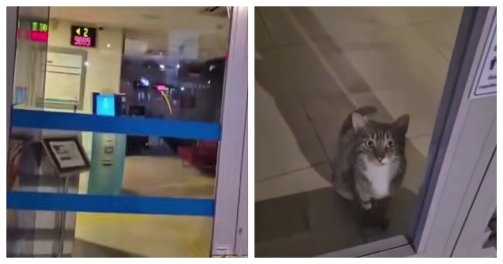 
        Кошку случайно закрыли в&nbsp;банке    