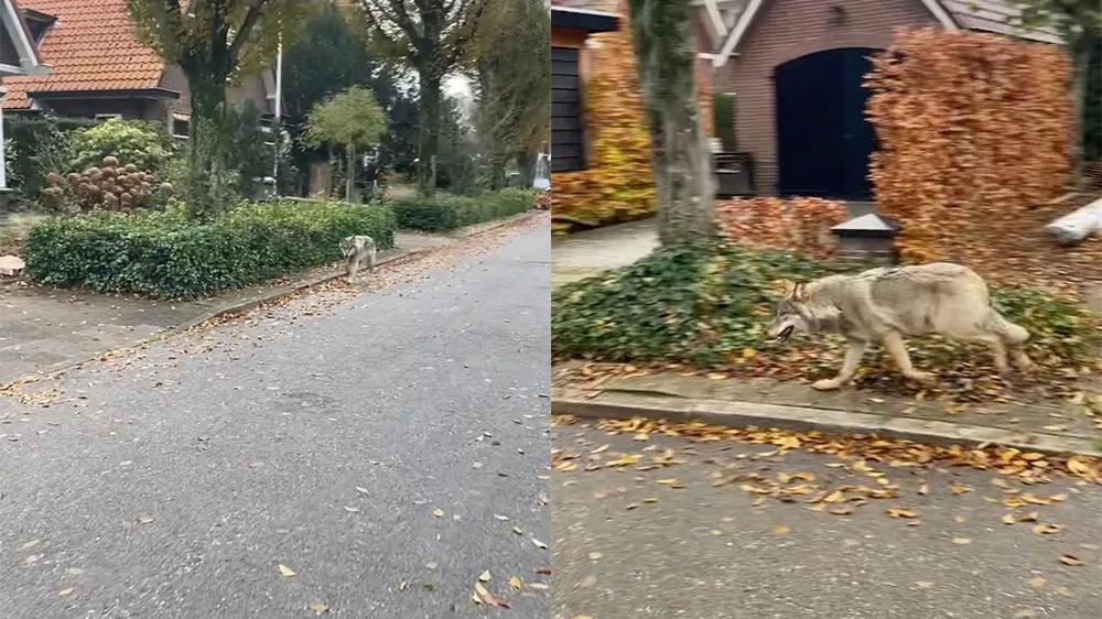 Женщина и волк: неожиданная встреча на улице
Женщина и волк: неожиданная встреча на улице